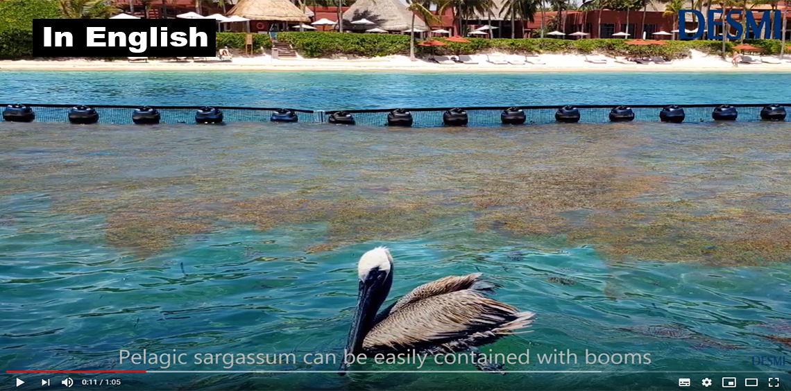 Pelican near sargassum containment booms in ocean with DESMI logo visible.