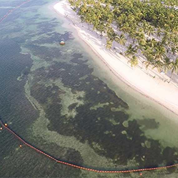 Coastal aerial view with a floating barrier near a palm-lined beach.
