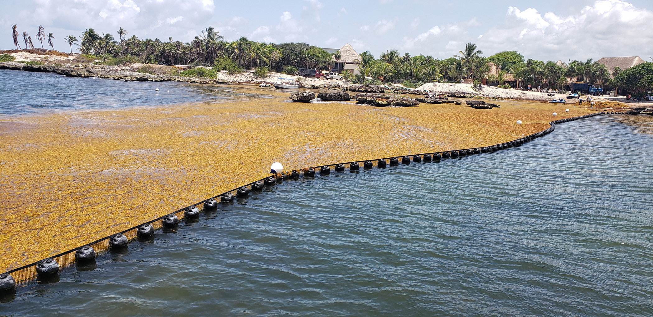 Floating barrier containing seaweed near a tropical shoreline with palm trees.